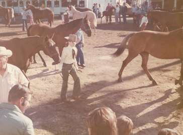 A group of people standing around a group of horses.