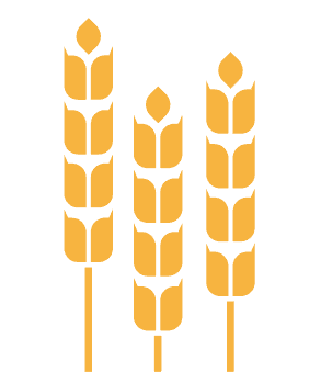 Illustration of three stylized golden wheat stalks with a white outline on a light background.
